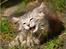 Maine Coon DK Proud Danish Jade