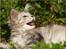 Maine Coon DK Proud Danish Jade