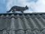 Huskat grisling