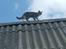 Huskat grisling