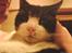 Huskat R.I.P. Oliver - hehe har lige været lidt oppe og slås!