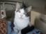 Maine Coon R.I.P smukke Basse - 12/9-09