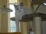 Ragdoll Chardolls Tyson (Oliver) 