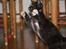 Blanding af racer Tyson - her viser han lige sit jagt instinkt