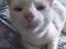 Huskat Perle