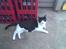 Huskat R.I.P. Oliver