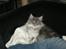 Maine Coon R.I.P. Aja