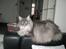 Maine Coon R.I.P. Aja