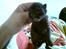 Huskat Houdini R.I.P. - En uge gammel