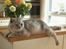 British Shorthair miky 