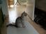 British Shorthair miky 