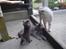 British Shorthair miky 
