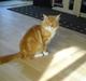 Maine Coon Gibbs