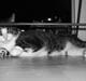 Huskat | 05 Garfield AKA Fede