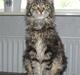 Maine Coon Timita`s Fire Girl