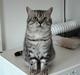 British Shorthair Kjätta's Aslan