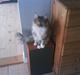 Maine Coon Ojo's Bonnie Tyler
