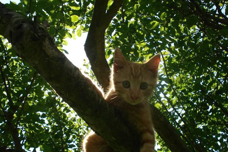 Huskat King Kong - *1* Halløj dernede ! Love You KK<´3 billede 1