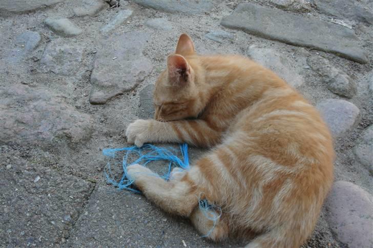 Huskat King Kong - *2* Hvad er det for noget? billede 2