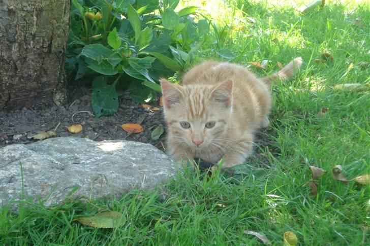 Huskat King Kong - *3* NURHH... Love You KK <´3 billede 3