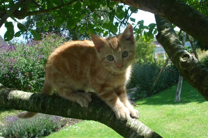 Huskat King Kong - *4* Er han ikke den sødeste i hele verden?? billede 4