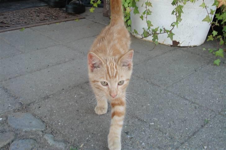 Huskat King Kong - *5* Jaaa.. Kom her KK ^^ billede 5