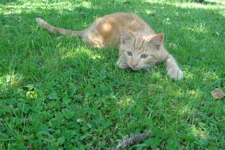 Huskat King Kong - *6* Min Lille Skattebasse <´3 billede 6