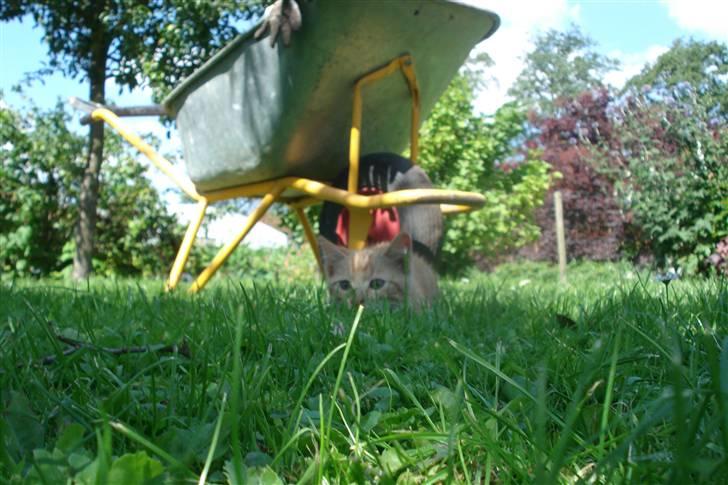 Huskat King Kong - *7* Min Lille Panter/Tiger/Løve <´3 ^^ billede 7