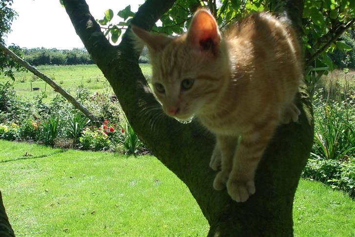 Huskat King Kong - *8* 1 2 3 Hop og så er du nede :* billede 8