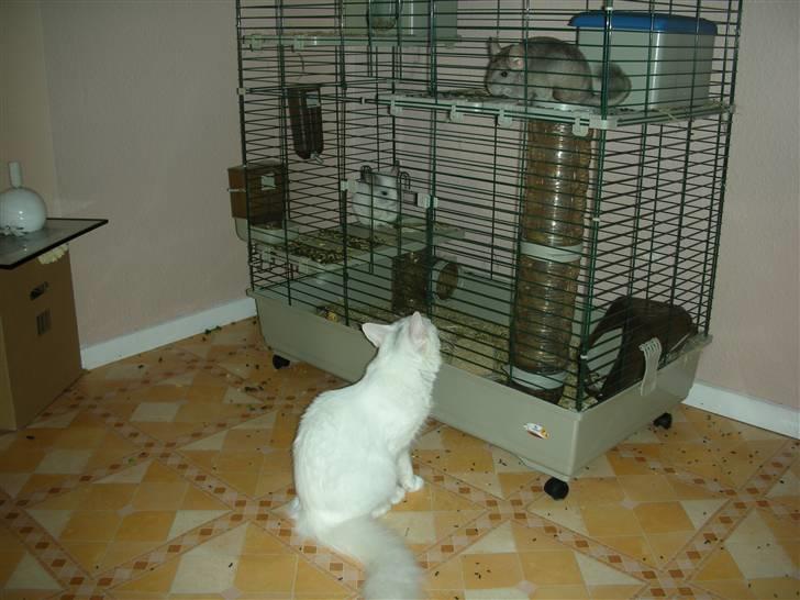 Maine Coon Shiba - ville gerne ind og lege med jer  billede 6