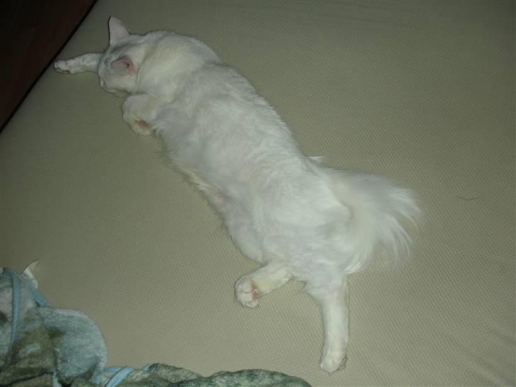 Maine Coon Shiba billede 7