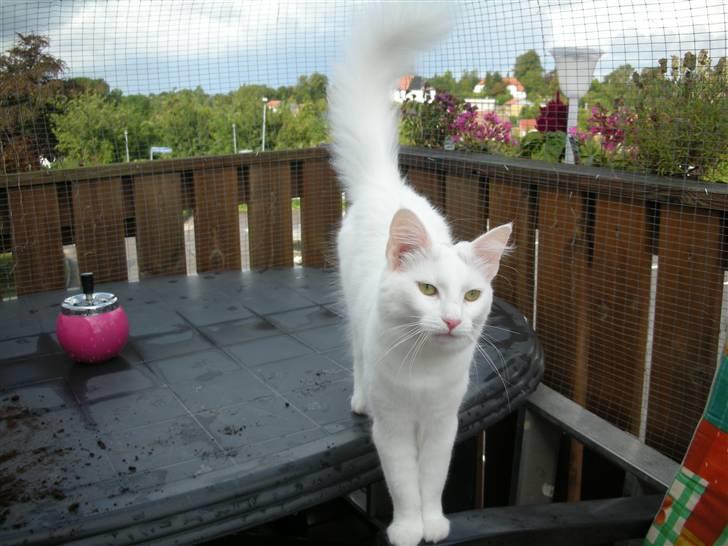 Maine Coon Shiba billede 8