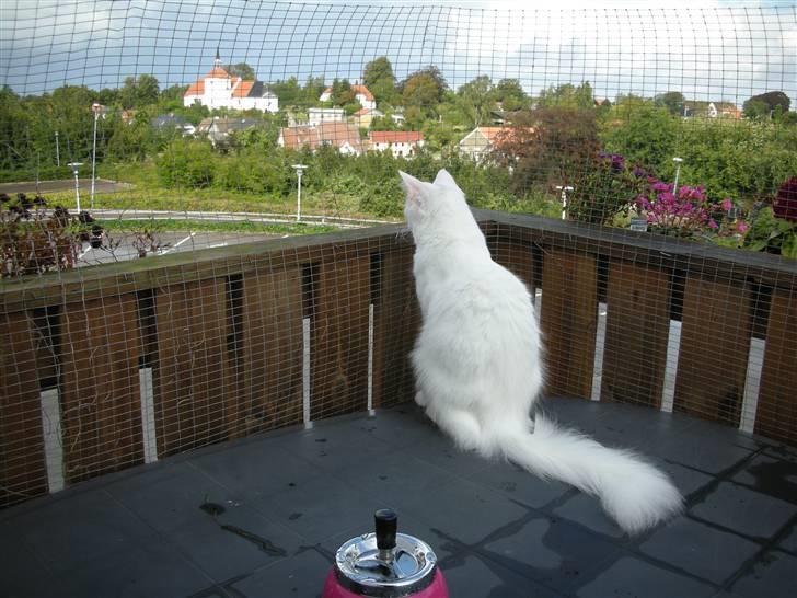 Maine Coon Shiba - sidder og nyder udsigten  billede 9