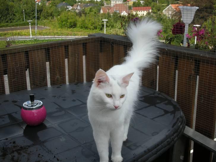 Maine Coon Shiba billede 10