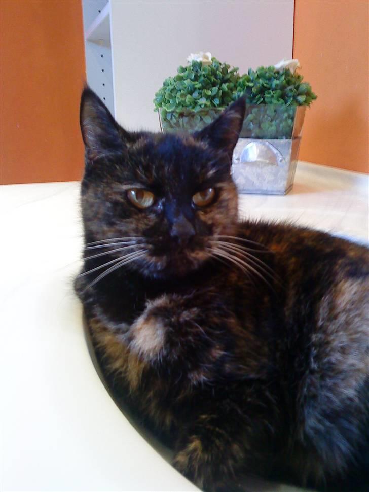 Huskat Lillemissen - Velkommen til Lillemissens profil :)<33 billede 1