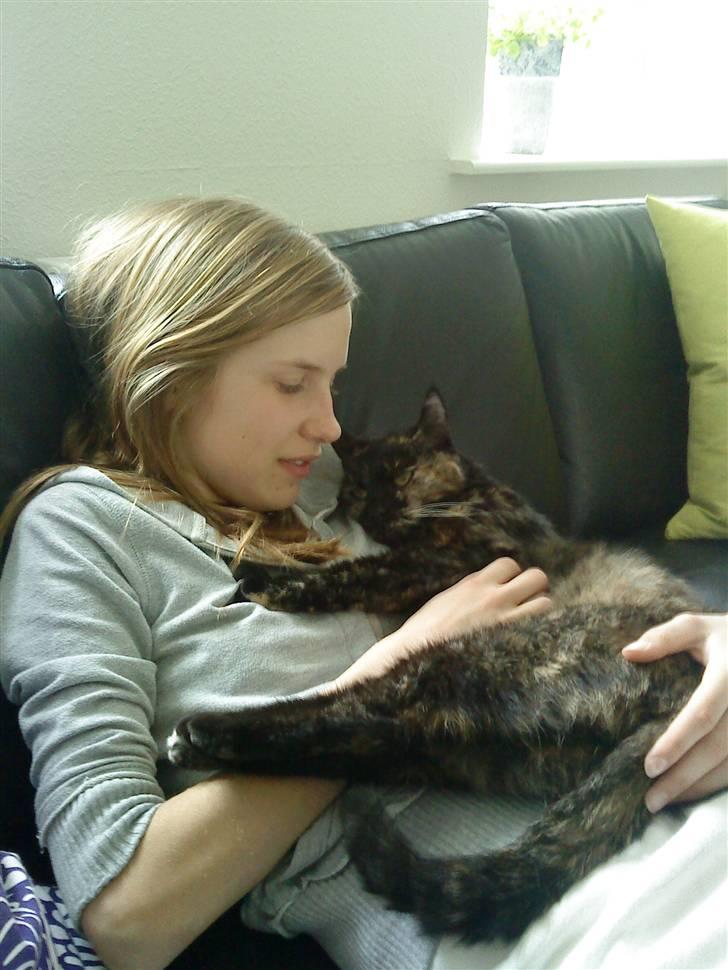 Huskat Lillemissen - Miiq og lillemissen <33 billede 2