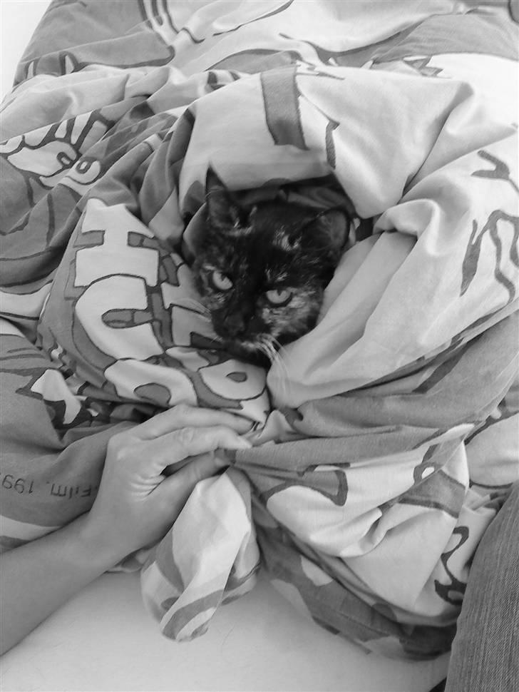 Huskat Lillemissen - Putter under dynen :´) billede 3