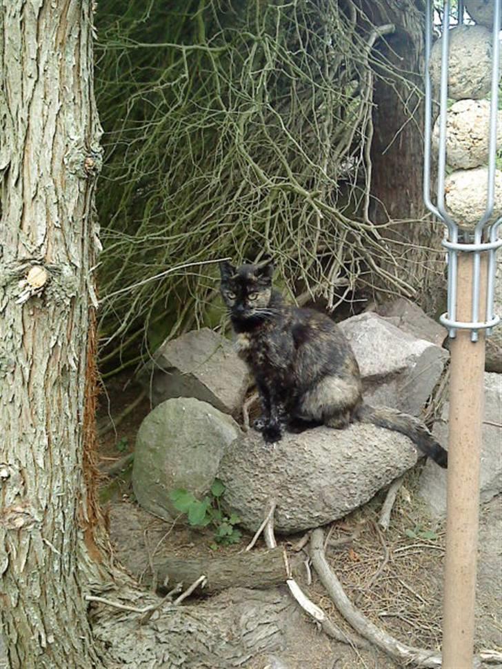 Huskat Lillemissen - En af de få gange hun har været udenfor for en kort stund xD<3 billede 4