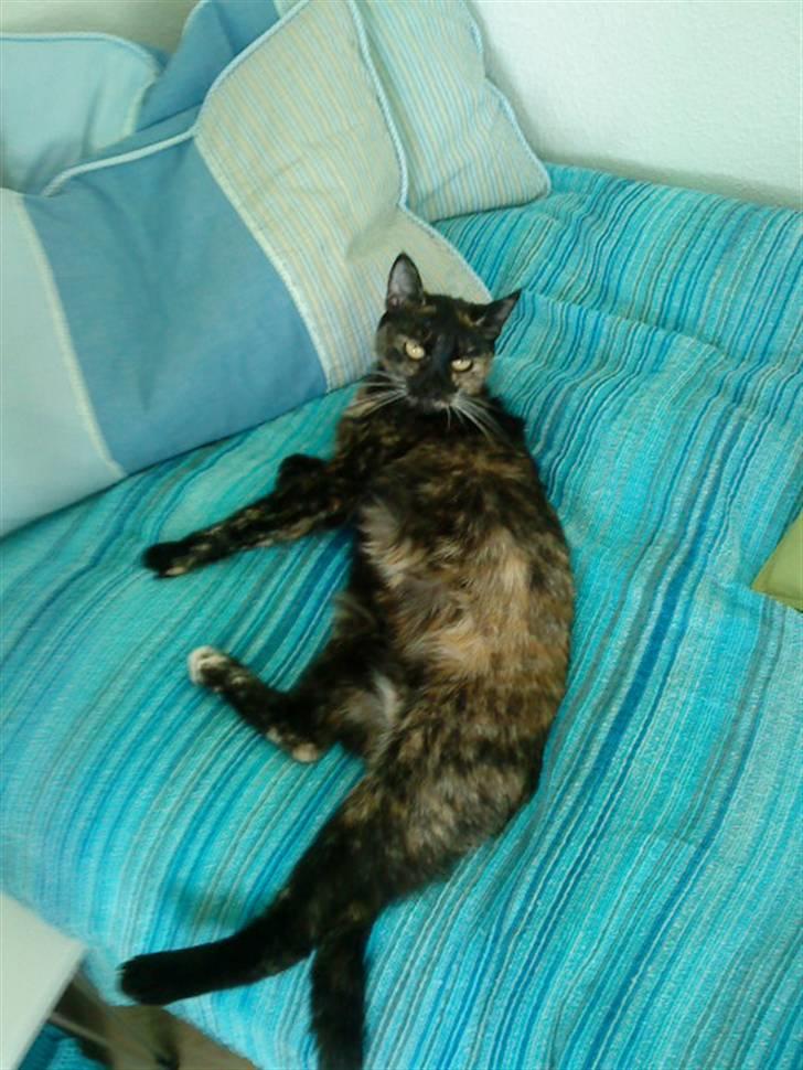 Huskat Lillemissen - Flader liige ud på miin seng  billede 5