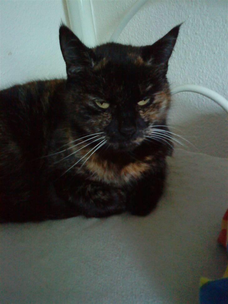 Huskat Lillemissen - liidt træt xD billede 8