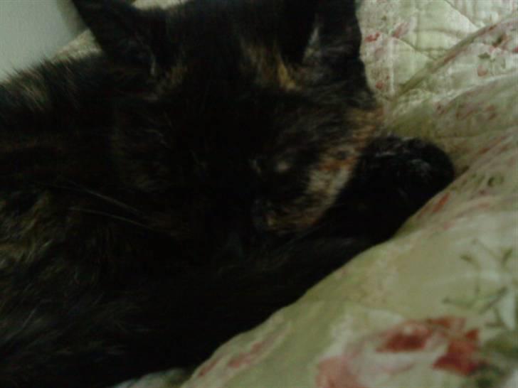 Huskat Lillemissen - Sover iigen :D billede 9