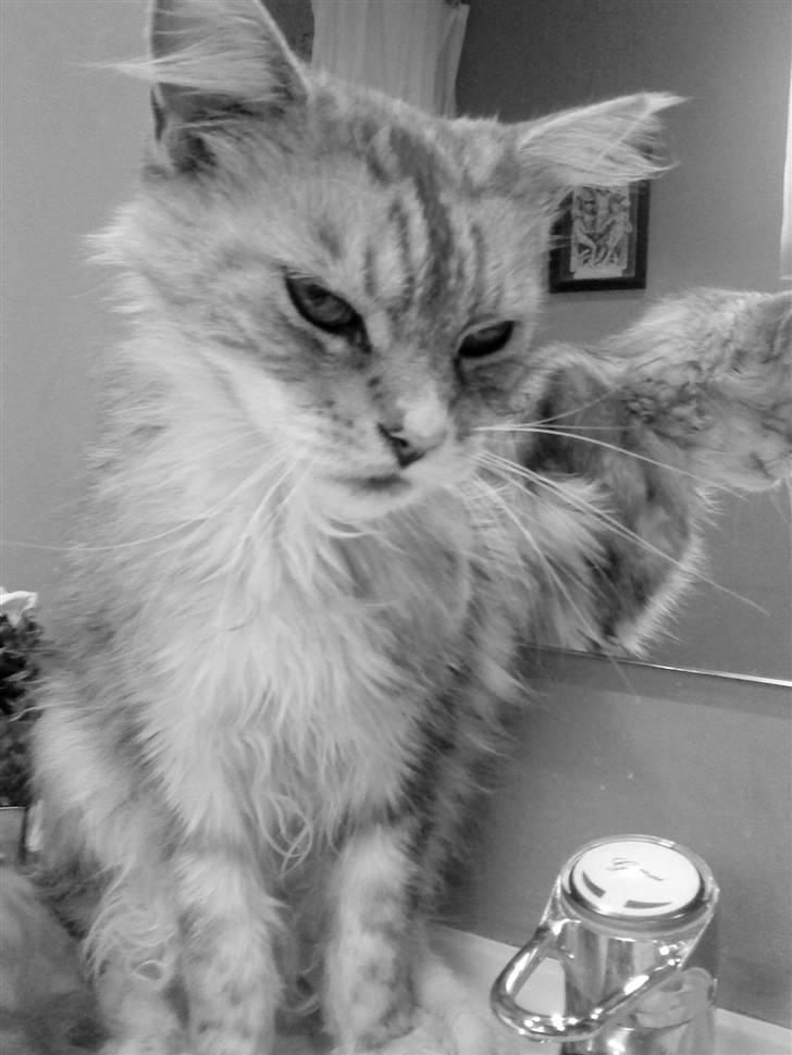 Maine Coon Zeus - Velkommen til Zeus´ profil :) billede 1