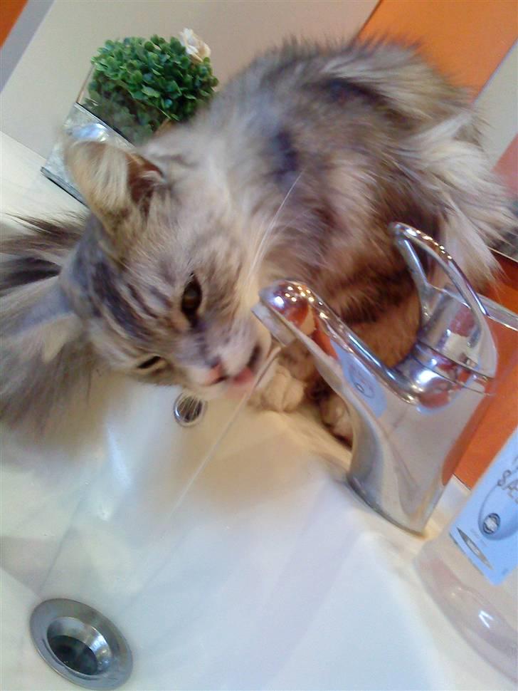 Maine Coon Zeus - Drikker liige af vandhanen xD<3 billede 2