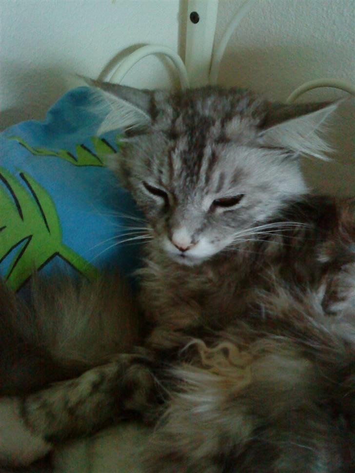 Maine Coon Zeus - Nuttet! :D billede 3