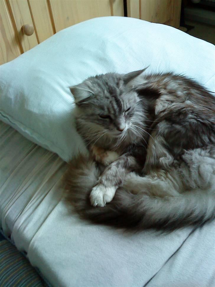 Maine Coon Zeus - <33 billede 4