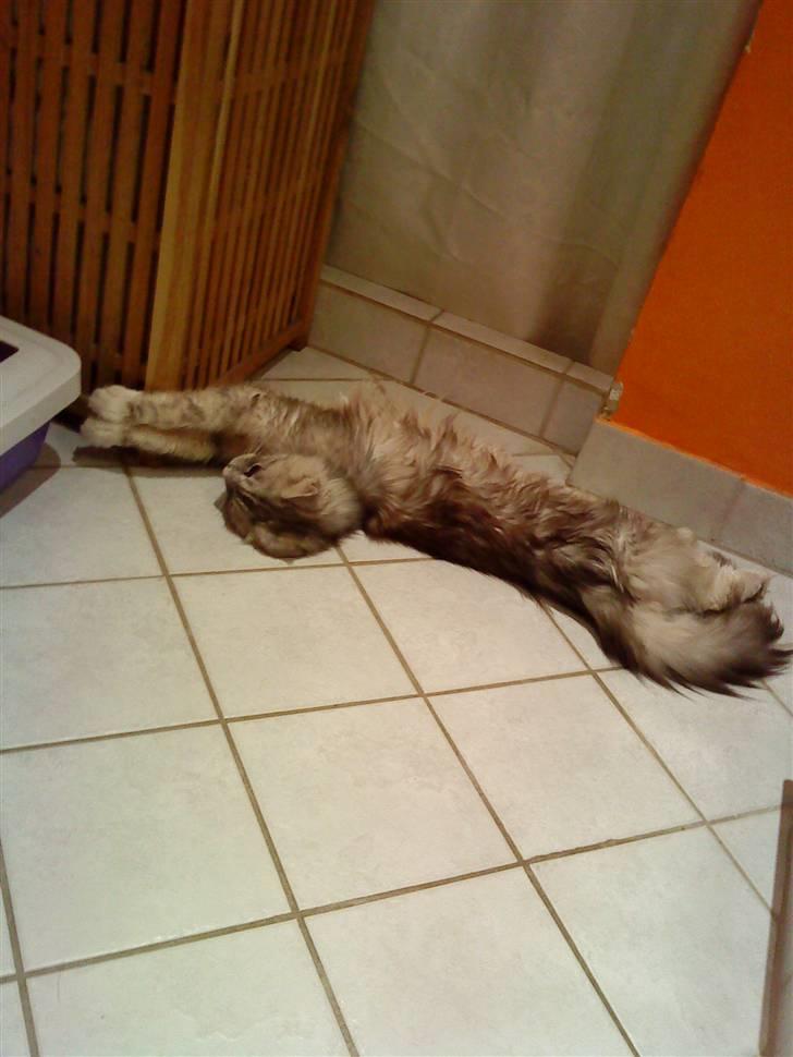 Maine Coon Zeus - "see hvor lang jeg kan blive" xD <33 billede 5