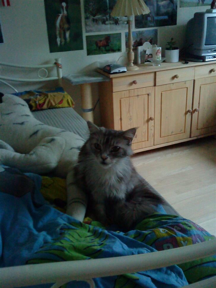 Maine Coon Zeus - Uhh, hvad sker der? :´) billede 6