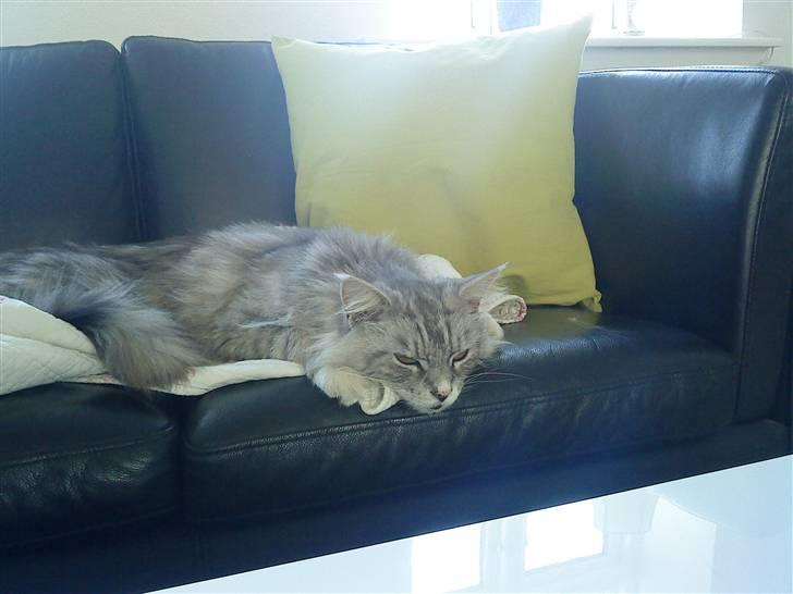 Maine Coon Zeus - :D billede 7