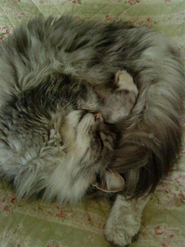 Maine Coon Zeus - Krøllet sammen :P<3 billede 8