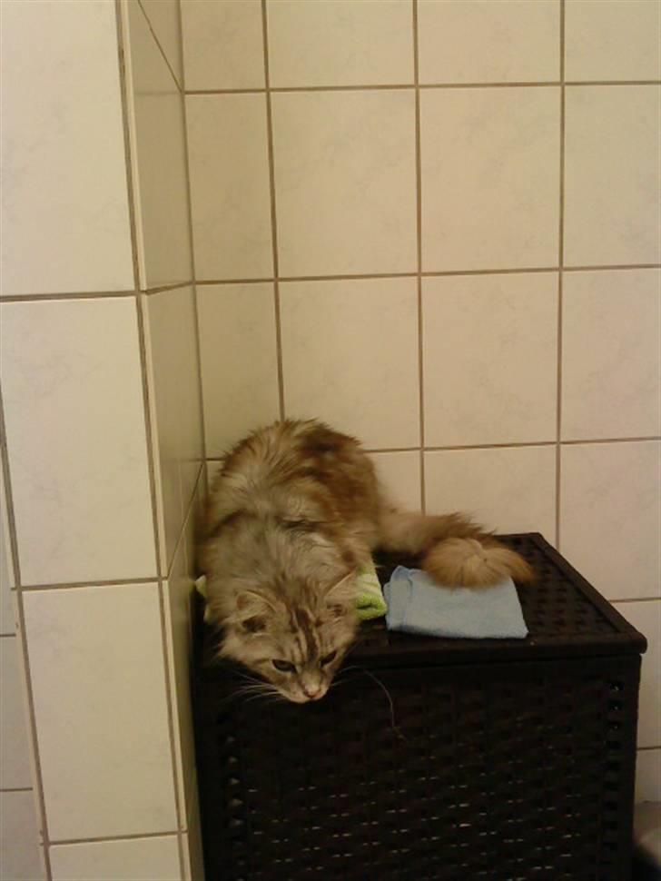 Maine Coon Zeus - Ligger siig de mest mærkelige steder! :D<3 billede 9